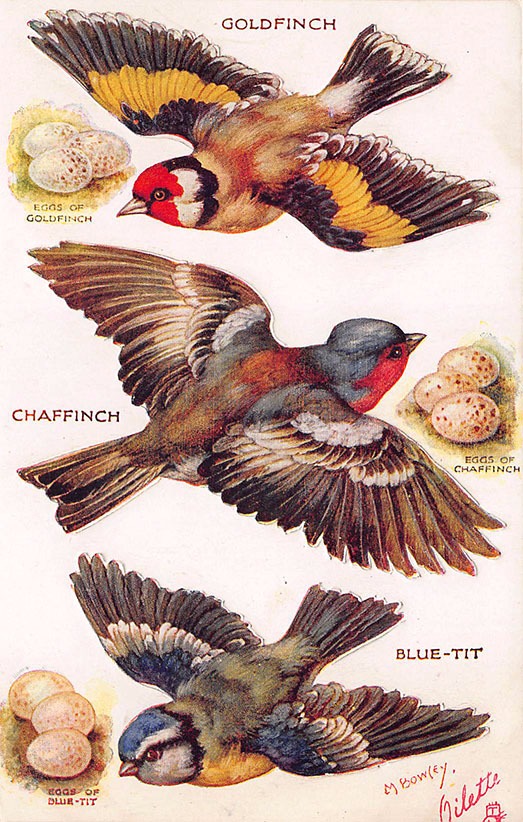 Three Birds on the Wing by Yesterdays-Paper