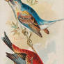 Victorian Advertising - Indigo Bunting