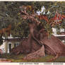 Ceiba Tree - Nassau, Bahamas