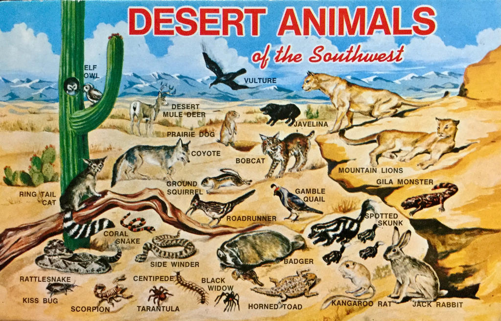 Desert Animals Of The Southwest by Yesterdays-Paper on DeviantArt