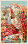 Victorian Advertising - Tropical Beauty