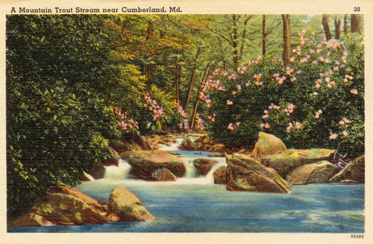 Vintage Maryland - Mountain Trout Stream