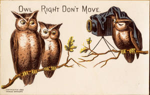 Owl Right Don't Move