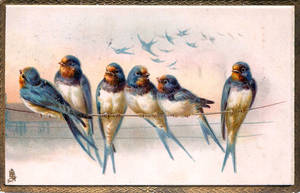 Swallows On A Mission