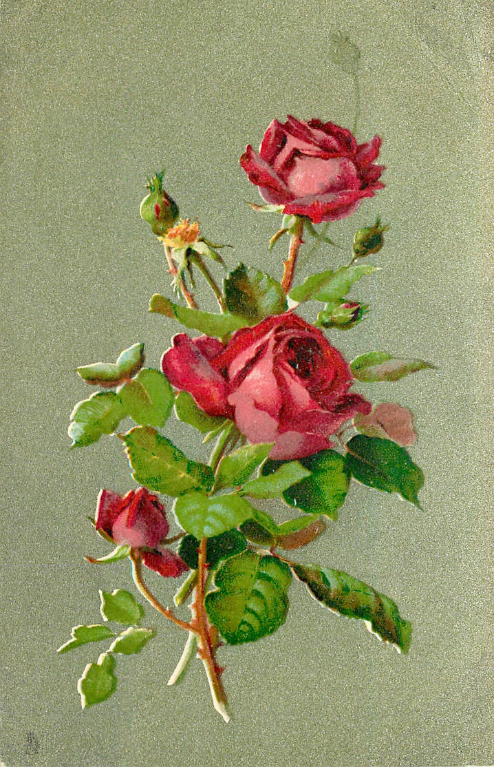 Beauties In Bloom By Yesterdays Paper On DeviantArt beauties-in-bloom-by-yesterdays-paper-on-deviantart