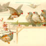 Nine Little Finches