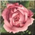Vintage Pink Rose Icon