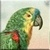 Amazon Parrot Icon - Right