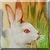 Vintage White Rabbit Icon