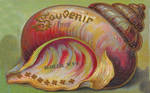 Souvenir Seashell From Bosler Wyoming by Yesterdays-Paper