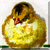 Vintage Baby Chick icon
