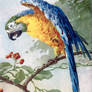 Blue and Yellow Macaw