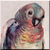 Dusky Parakeet Icon