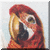 Vintage Greenwing Macaw Icon - Animated