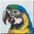 Vintage Blue and Gold Macaw Icon- left