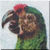 Vintage Military Macaw Icon - left