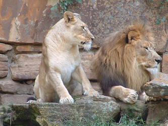 zoo-lions