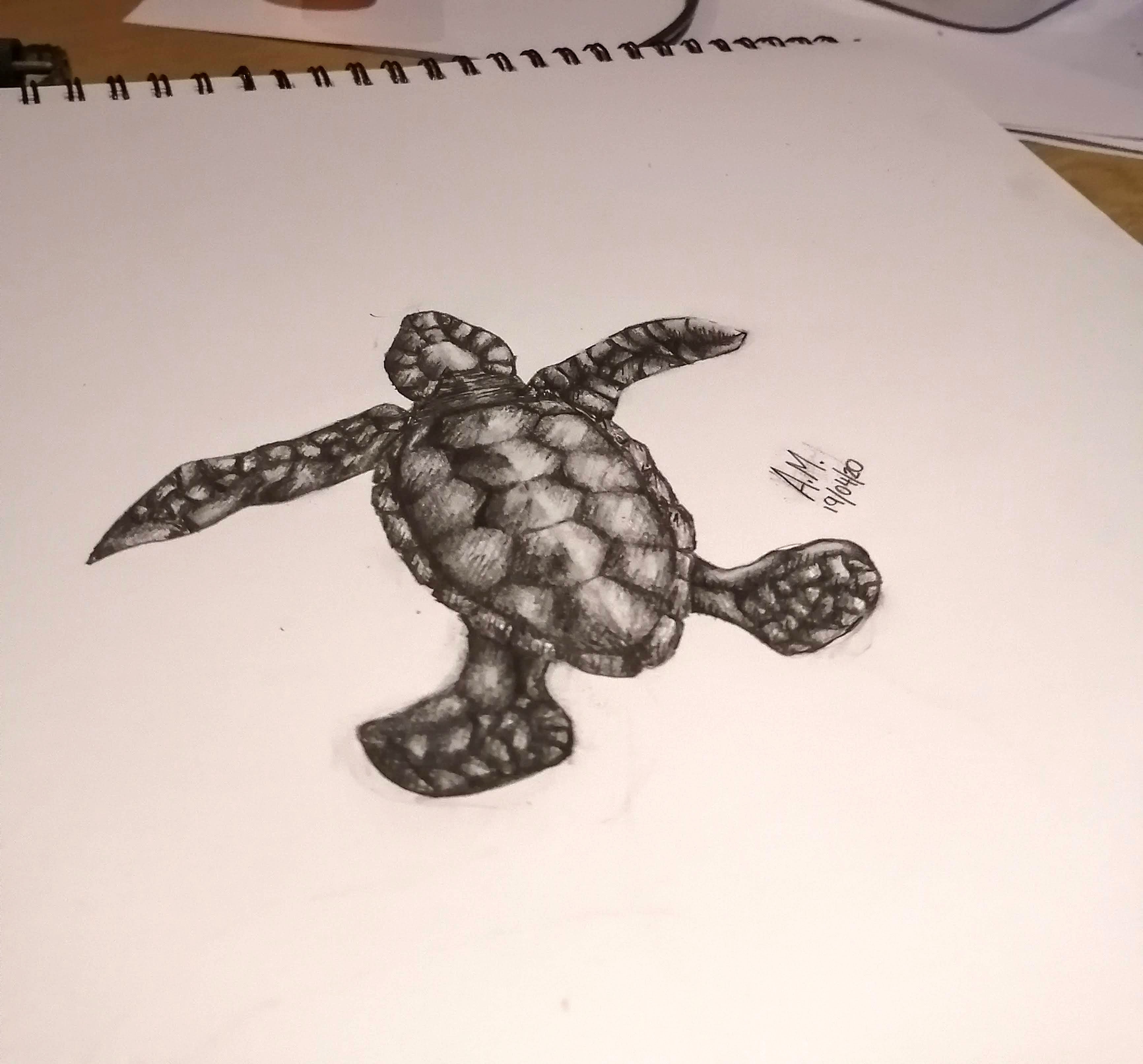 Shadding Sea Turtle Shaded Turtle by Chewiy on DeviantArt