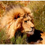 King of Africa