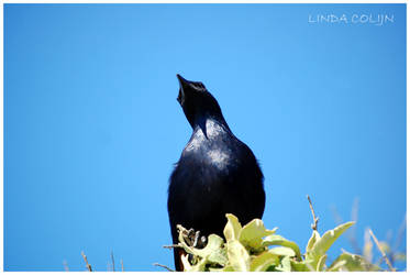 Sparkling Starling