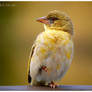 Female Weaver