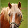 Haflinger