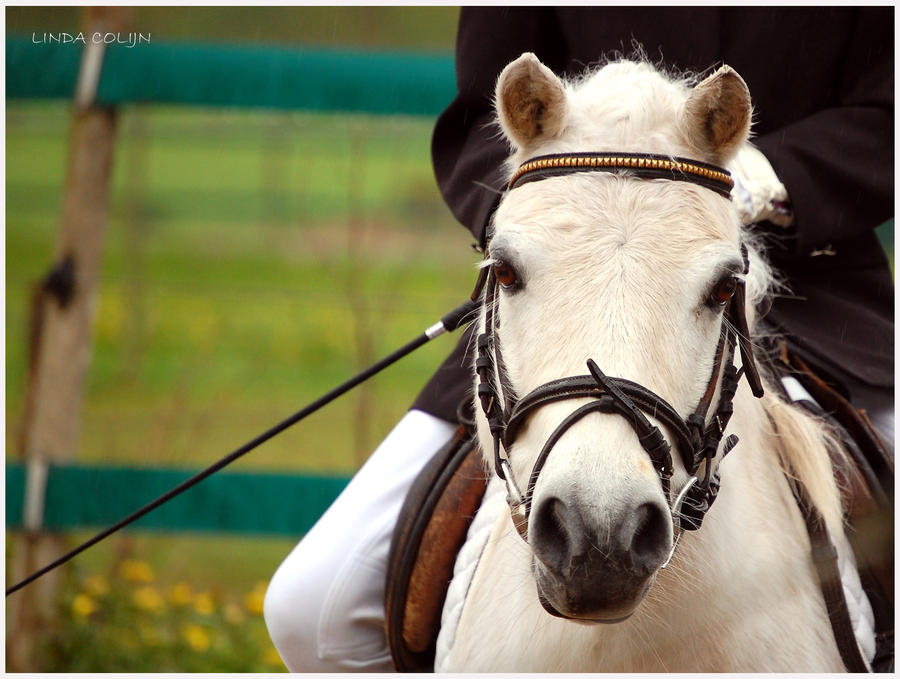 Pebbles At Competition