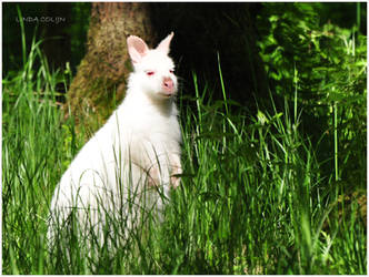 Dutch Wildlife I