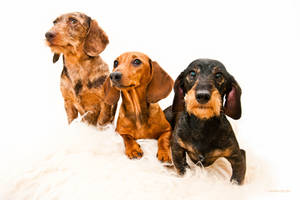 Dachshund Trio