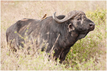 Angry Buffalo