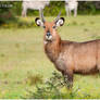 Defassa Waterbuck