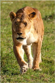 Intens Lioness