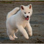 Akita Inu Pup