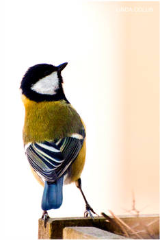 Parus Major