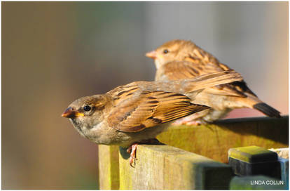 Juvenile Sparrows