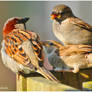 Sparrow Family