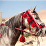 Petra Horse 2