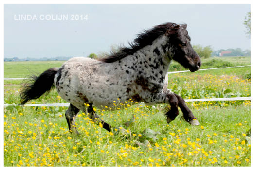 Flying Spots