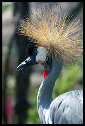 Grey Crowned Crane