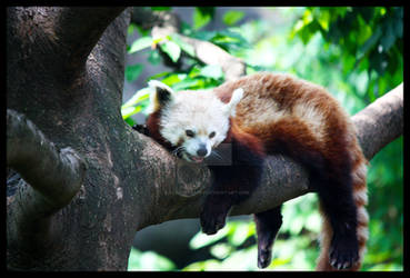 Red Panda Again