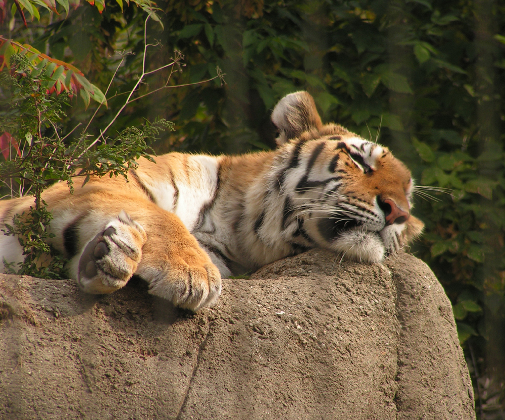 Sleepy tiger 2