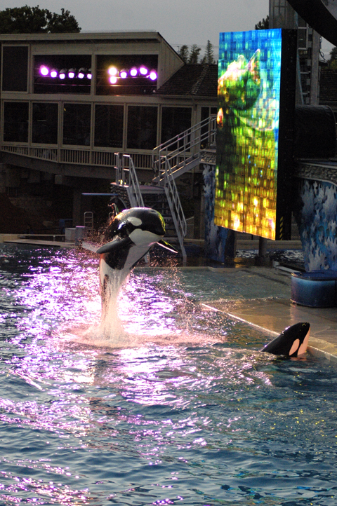 SHAMU ROCKS