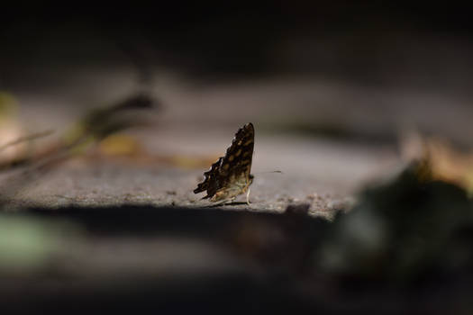 Small Flutter