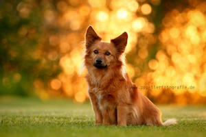 against the light by Partridge-PetPics