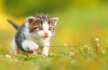 cat puppy