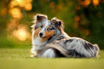 Shetland Sheepdog Amy by Partridge-PetPics