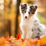 sheltie puppy in autumn forest