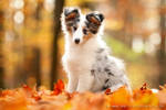 sheltie puppy in autumn forest by Partridge-PetPics