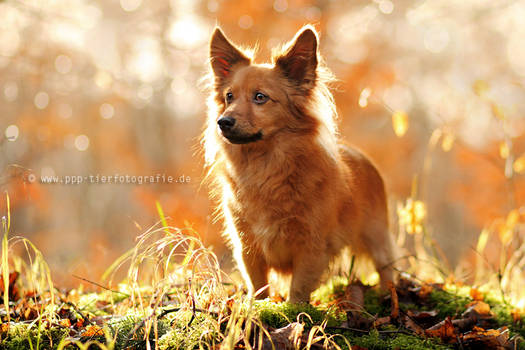 ''fox'' in the forest