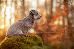 on display by Partridge-PetPics